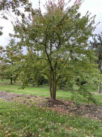 mažas sodo medis, acer buergerianum