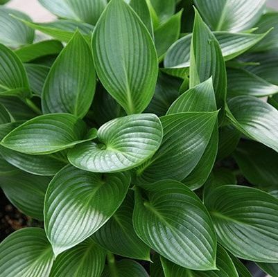 Hosta „Devon Green“