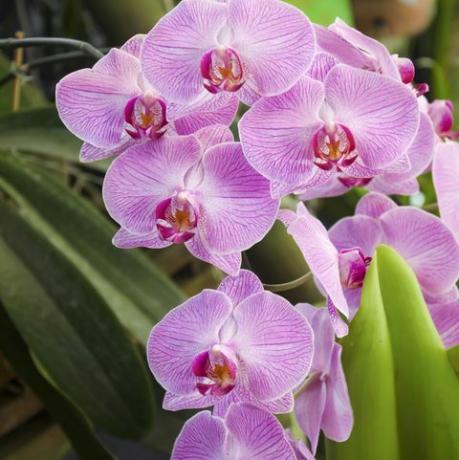 phalaenopsis rožinės juostelės orchidėjos