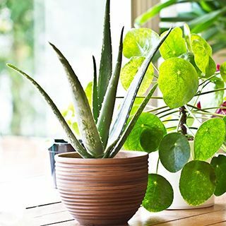 Aloe Vera vazoninis kambarinis augalas