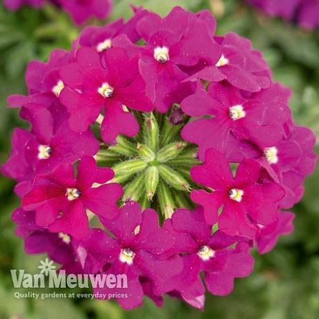 Verbena 'Vectura® Purple'