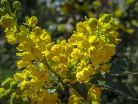 Švelniai geltonos spalvos pavasario gėlių spalva Mahonia Aquifolium prieš tamsiai žalią augalo spalvą. Puikus natūralus bet kurios idėjos fonas.