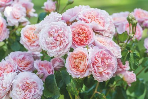 Davidas Austinas Rosesas RHS Chelsea gėlių parodoje pristatys dvi naujas angliškų rožių veisles