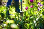 „Monty Don“: „Mes sodas puoselėti savo sielą“, Čelsio gėlių paroda
