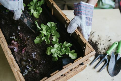 Asmuo sodina salotas į medinę dėžę