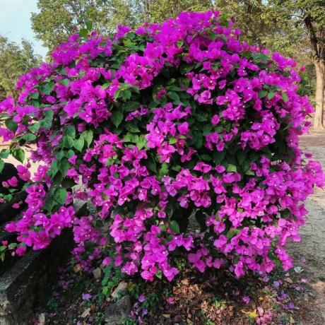 Bougainvillea „New River“