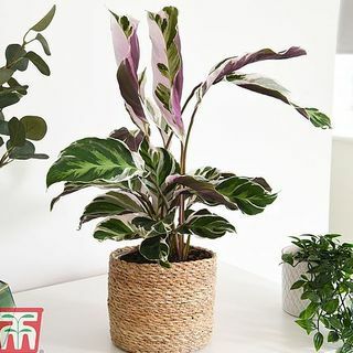 Calathea „Fusion White“