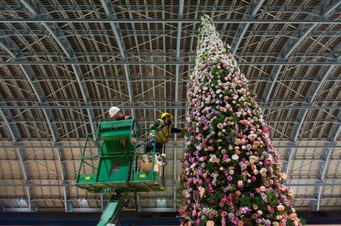 47 pėdų gėlių kalėdinė eglutė atidengta St Pancras tarptautinėje stotyje, Londone.