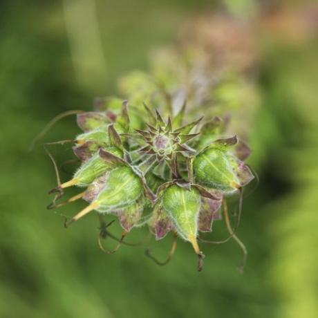 abstrakčius paprastosios lapinės pirštinės digitalis purpurea sėklų ankščių vaizdas iš viršaus į apačią Cornwall, JK, 2016 m. liepos mėn.