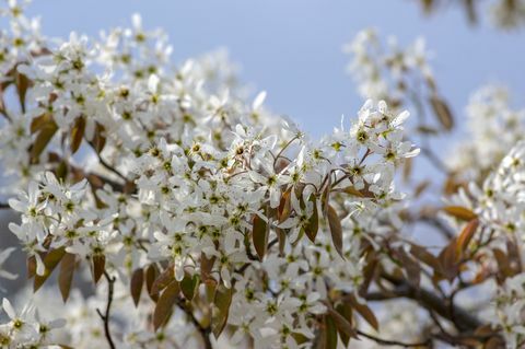 amelanchier lamarckii lapuočių žydinčių krūmų, baltų gėlių grupė ant šakų žydi, snieguotas Mespilus augalų veislė