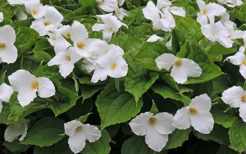 atogrąžų augalai-trillium-grandiflorum