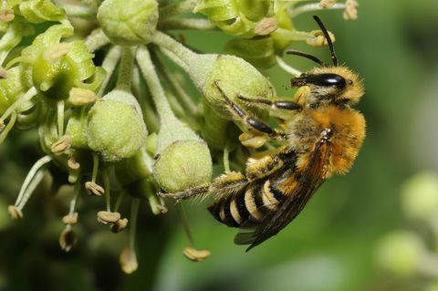 Bitė ant gebenių gėlių