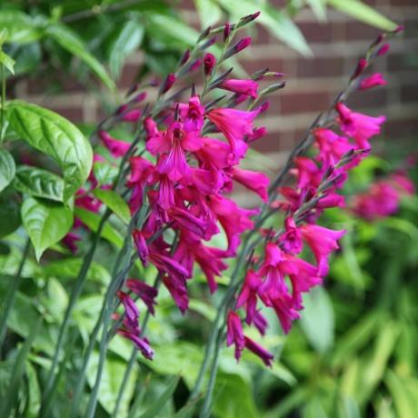 Gladiolus communis subsp. bizantiškas