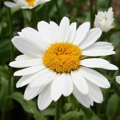 Leucanthemum × superbum 'Snowcap'