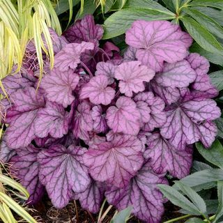 Heuchera augalas - laukinė rožė