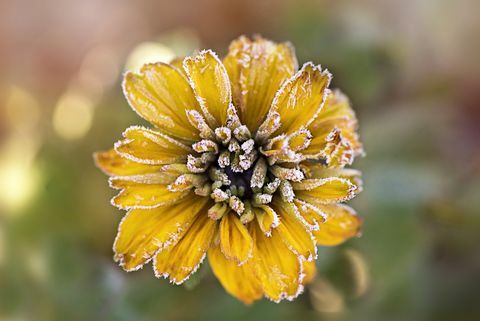 Matinė geltona Rudbeckia gėlė, dar žinoma kaip Coneflower