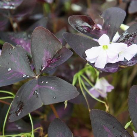 Oxalis regnellii atropurpureum augalas su purpurine lapija ir baltais žiedais