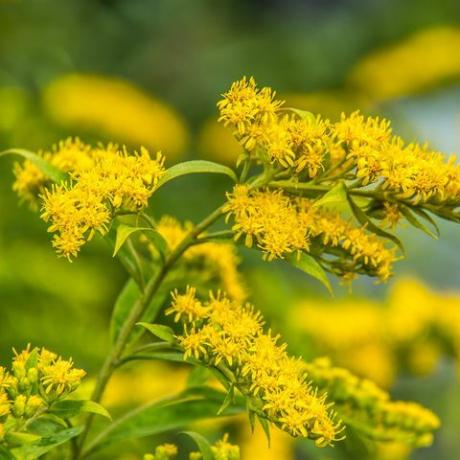 solidago canadensis kanadietiškas auksakalvis geltonos vasarinės gėlės vaistinis augalas