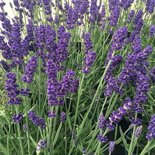 Lavandula angustifolia 'Hidcote'