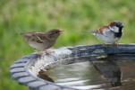3 būdai, kaip šią žiemą padėti sodo paukščiams