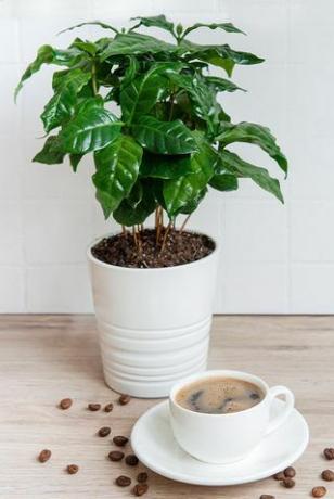Kavos augalas puode