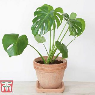 Monstera deliciosa, Šveicarijos sūrio gamykla