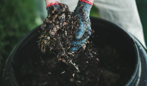 kaip pasigaminti kompostą, žmogus ištiesia rankas su sodininkystės pirštinėmis, iškišdamas visas komposto rankas iš savo komposto dėžės