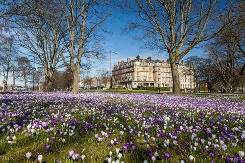 Pavasario diena Harrogate su krokusais