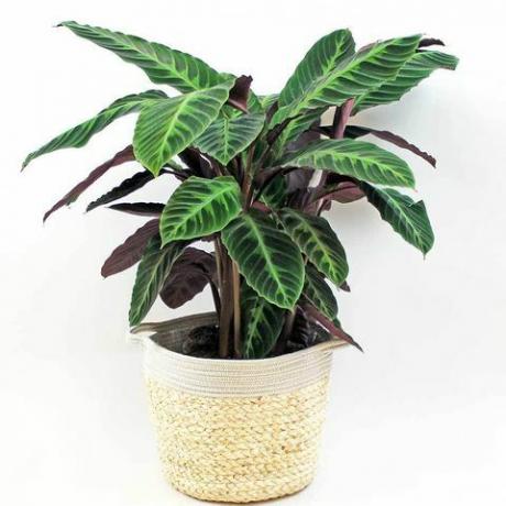 aksominė calathea