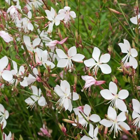 Gaura lindheimeri Nuotaka – „Sūkančių drugelių“ augalas