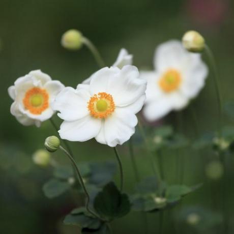 baltas japoniškas anemonas