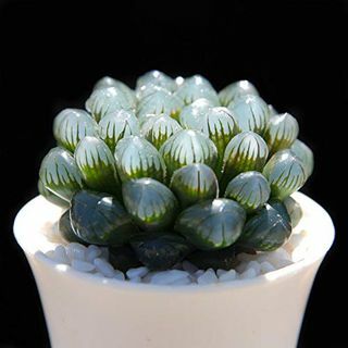  „Haworthia cooperi Baker“ 