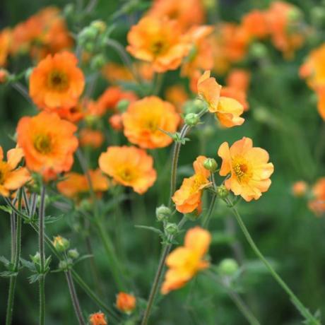 Geum „Totally Tangerine“ (PBR)