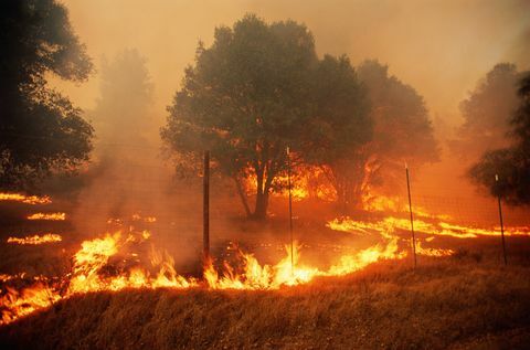 medienos trūkumas, miškų gaisrai Sonomos apygardoje, Kalifornijoje, JAV