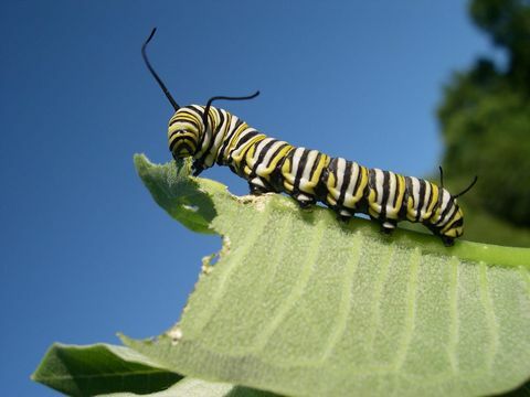 monarcho vikšras