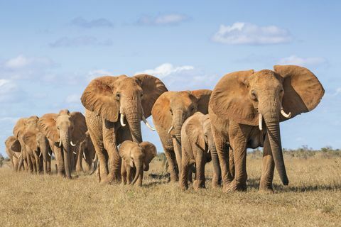 Kenija, Taita-Taveta apskritis, Tsavo rytų nacionalinis parkas, Afrikos dramblių (Loxodonta Africana) bandos juda į vieną bylą