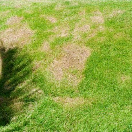 gamtos fono negyva žolė lopinėlis atsiranda dėl grybelio rhizoctonia solani sunaikinimo žolės lapų pasikeitimas iš žalios į negyvai rudą apskritime vejos tekstūra fonas negyva sausa žolė