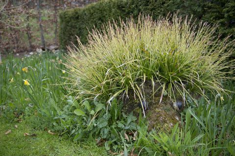 RHS Harlow Carr mieste, Šiaurės Jorkšyre, atidengtas pirmasis nuolatinis Gyvatvorių gatvės sodas JK.