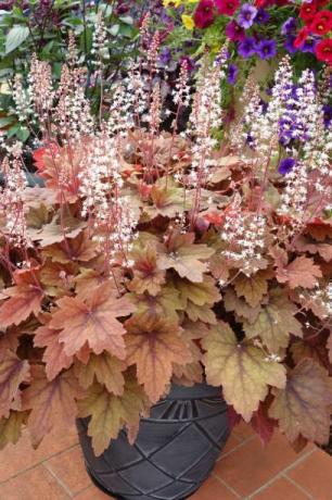 heuchera augalas su ryškiais, ryškios spalvos lapais