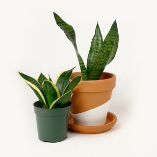 Gyvatė/Sansevieria