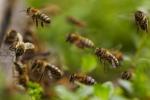 Europos Sąjunga uždraudė bitėms kenkiančius pesticidus naudoti lauke