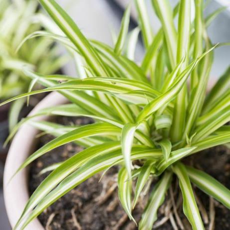 žali vorinių augalų chlorophytum comosum lapai