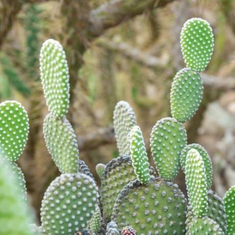 opuntia microdasys albida kaktusas kaktusų sode, dar vadinamas angelo sparnais, zuikio ausų kaktusu, zuikio kaktusu ar taškuotu kaktusu