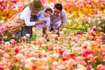 Kodėl turėtumėte aplankyti gėlių laukus Karlsbado rančoje