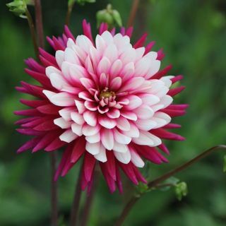 Dahlia " Rebecca pasaulis"