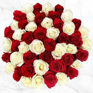 50 stiebų raudonos ir baltos rožės