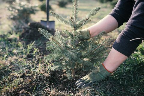 Darbuotojas sodina jauną medį sode. Maža eglutės plantacija. Picea pungens ir Abies nordmanniana. Eglė ir eglė.