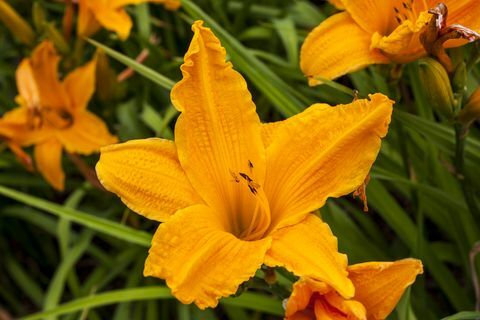 Hemerocallis 'Deganti dienos šviesa'