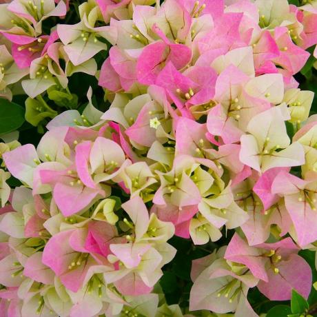 Bougainvillea „Imperial Thai Delight“