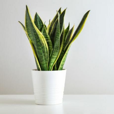 sansevieria augalas puode ant balto stalo